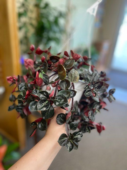6&quot; Peperomia Metalica 