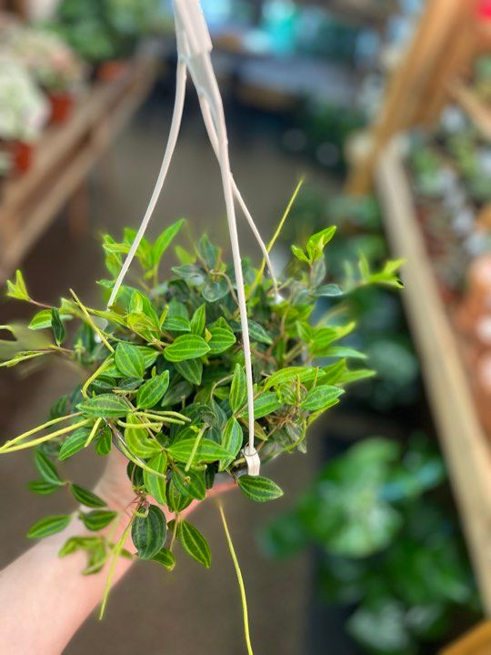 6&quot; Peperomia Radiator