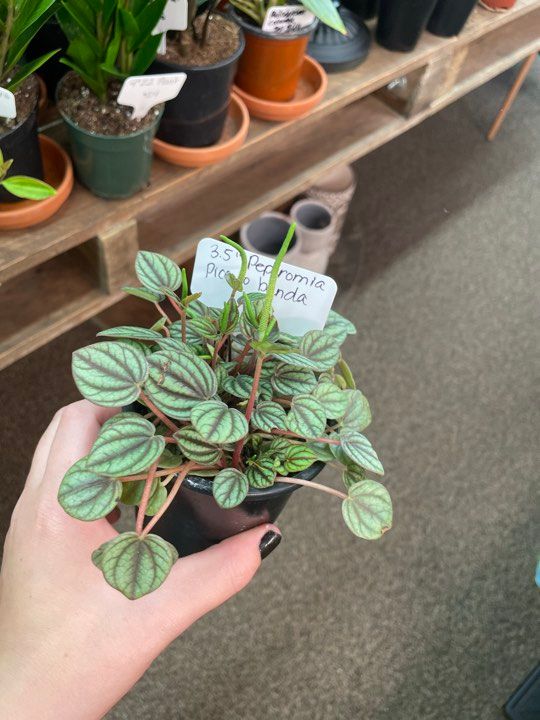 3.5&quot; Peperomia Piccolo Banda