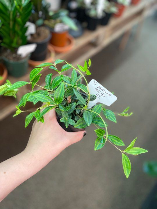 3.5&quot; Peperomia Radiator