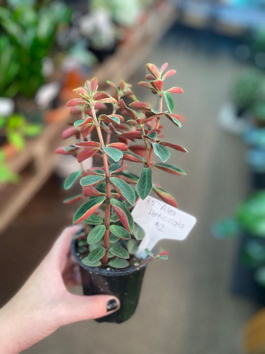 3.5&quot; Peperomia Verticillata