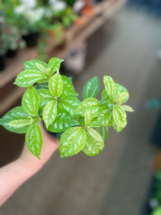 3.5&quot; Pilea Aluminium