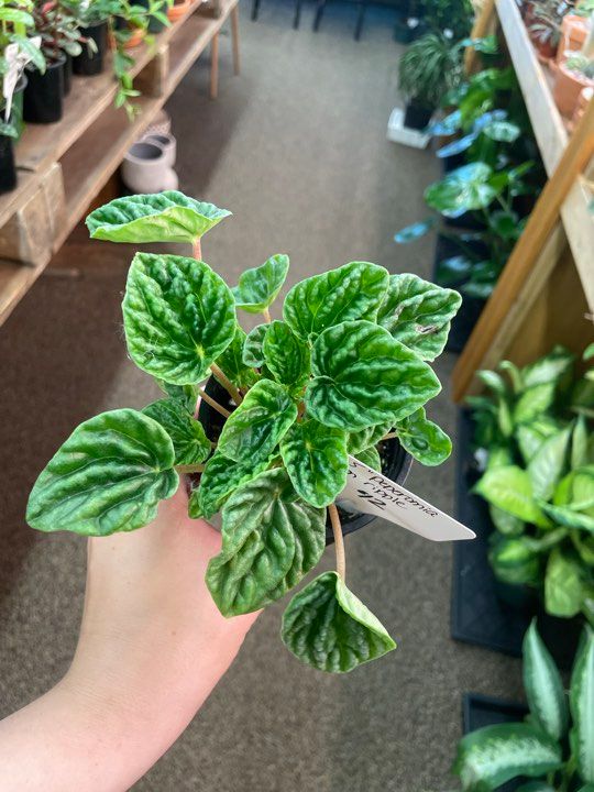 3.5&quot; Peperomia Green Ripple