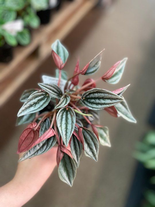3.5&quot; Peperomia Mendoza