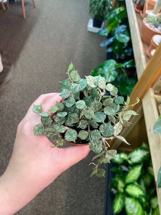 3.5&quot; Hoya Curtisii