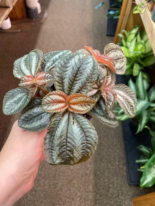 3.5&quot; Pilea Spruceana