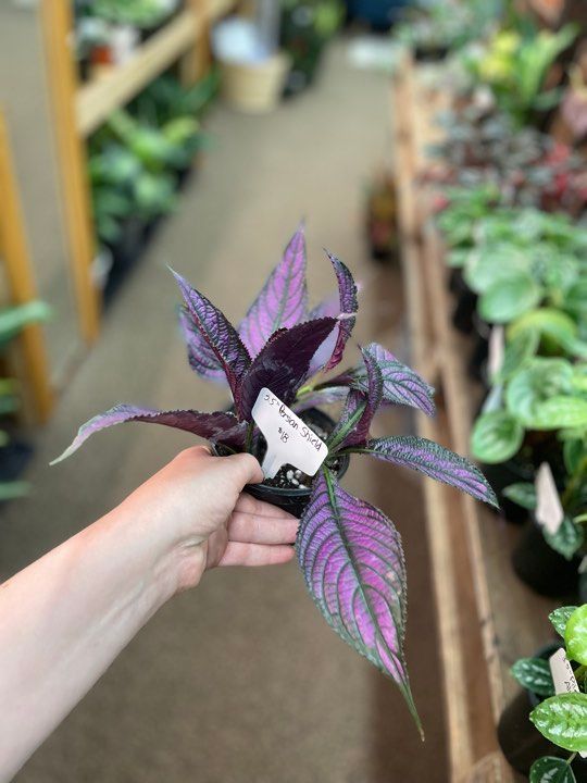 3.5&quot; Persian Shield