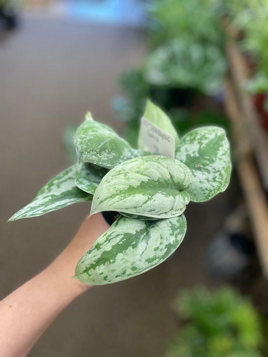 3.5&quot; Scindapsus Exotica 