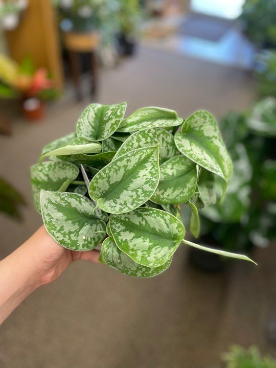 6&quot; Scindapsus Exotica