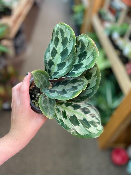 4&quot; Calathea Helen Kennady 