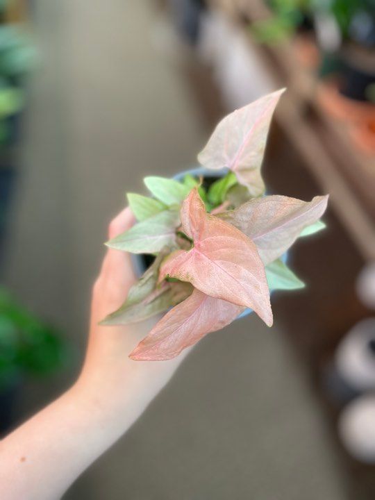 4&quot; Syngonium Pink Splash