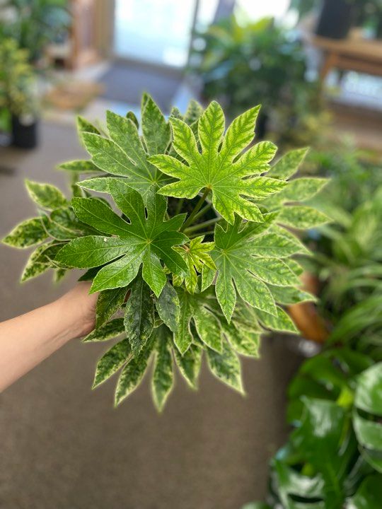 6&quot; Aralia Fatsia Japonica Spider Web
