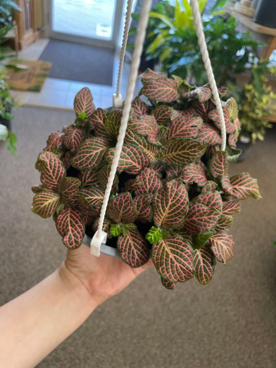 6&quot; Pink Fittonia