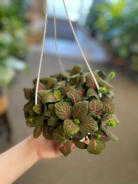 6&quot; Red Fittonia