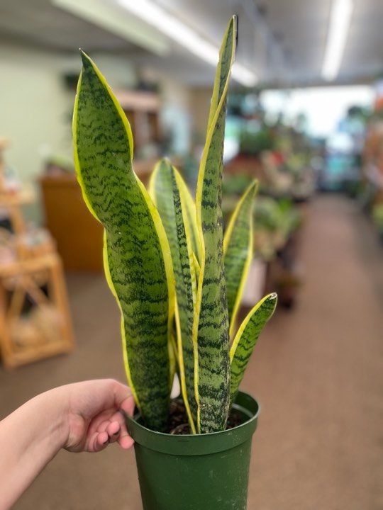 6&quot; Sansaveria Laurentii