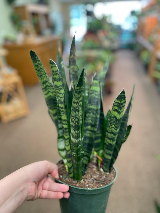 6&quot; Sanseveria Black Coral
