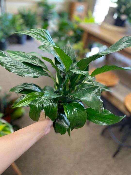 4&quot; Spathiphyllum Peace Lilly