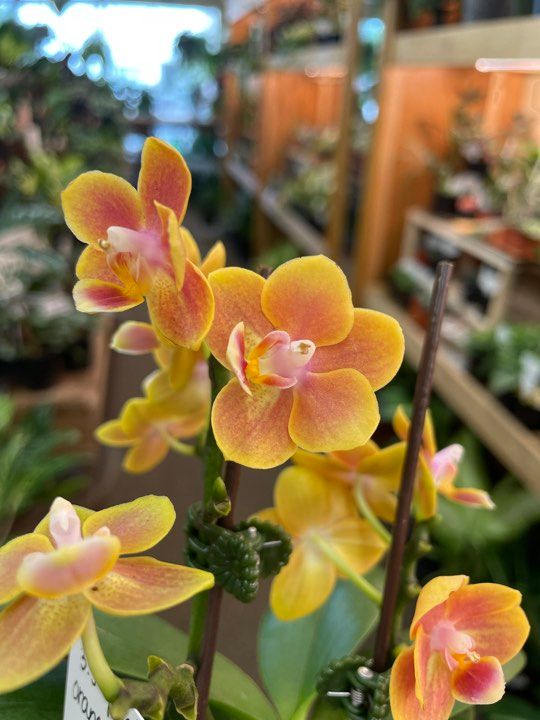 3.5&quot; Phalaenopsis Orange Bloom