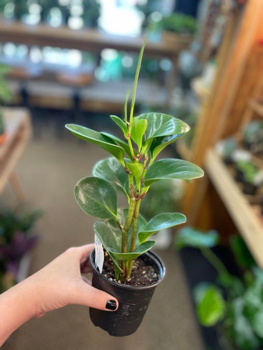 4&quot; Peperomia Obtusifolia Green