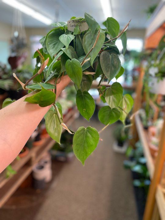 6&quot; Philodendron Cordatum (Heartleaf)