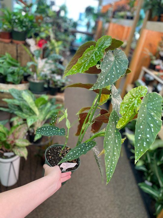 6&quot; Begonia Maculata (Polka Dot)