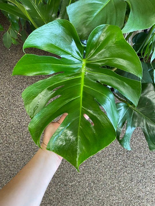 10&quot; Monstera Deliciosa