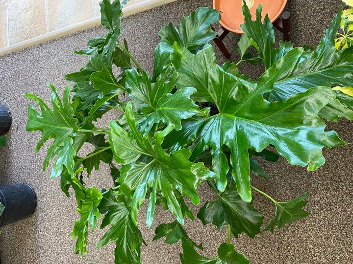 10&quot; Philodendron Selloum