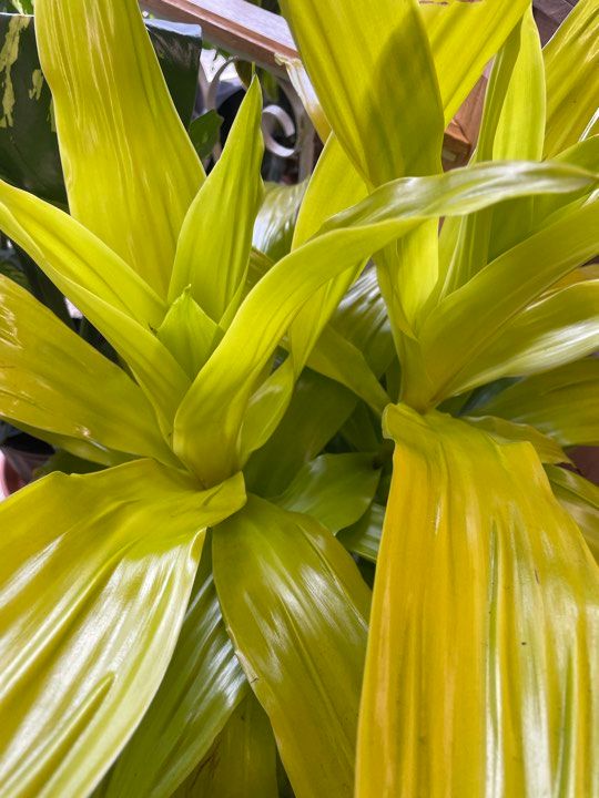8&quot; Draceana Limelight