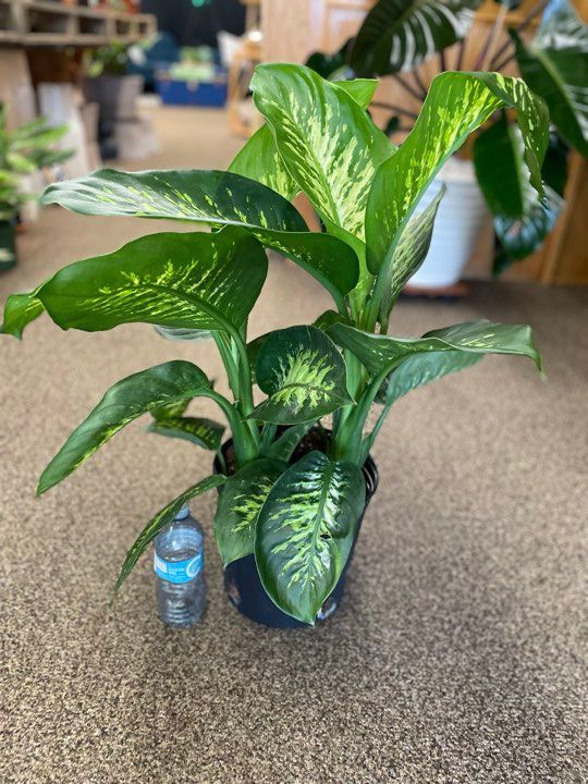 8&quot; Dieffenbachia Tropic Snow