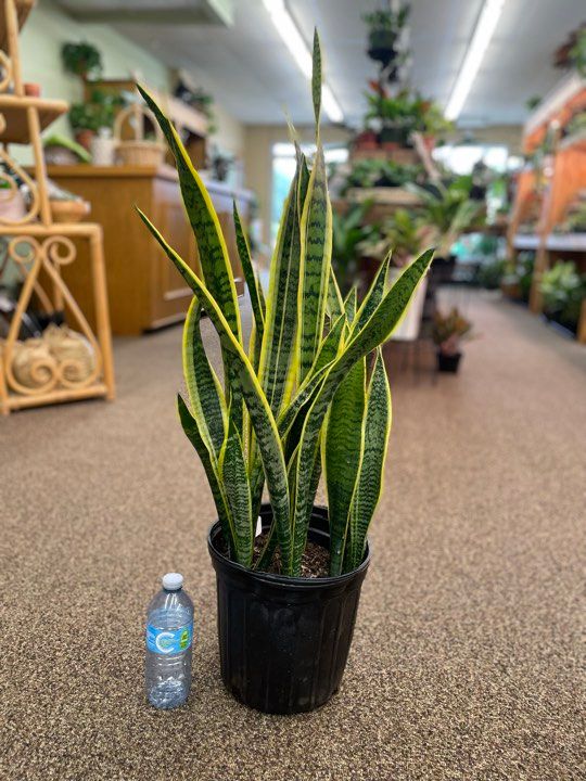 10&quot; Sansaveria Laurentii