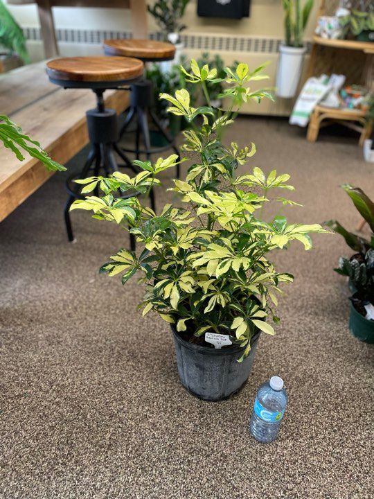 10&quot; Schefflera Aboricola Variegata Bush