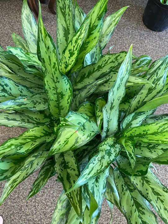 10&quot; Aglaonema Maria
