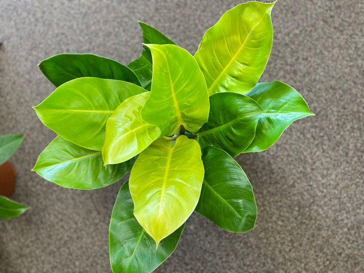 8&quot; Philodendron Moonlight