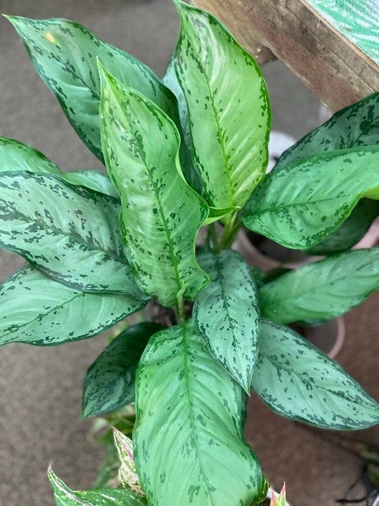 8&quot; Aglaonema BJ Freeman