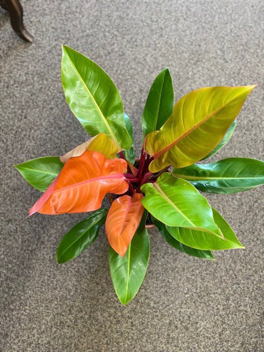 8&quot; Philodendron Prince of Orange