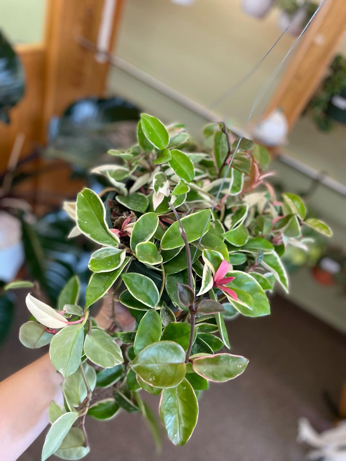 8&quot; Hoya Krimson Queen