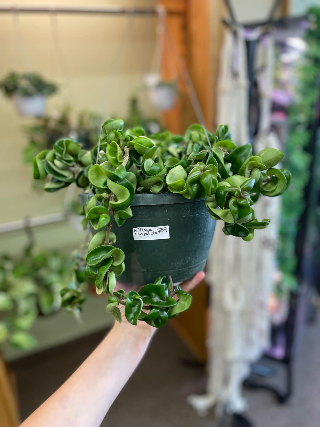 8&quot; Hoya Compacta