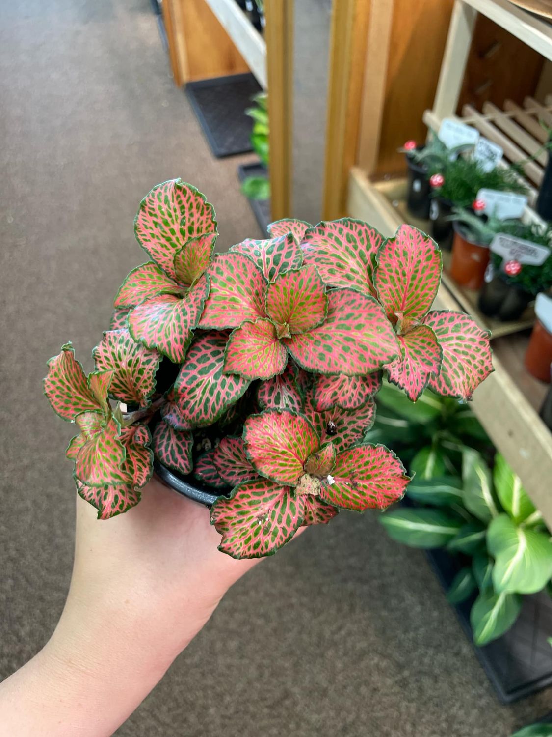 3.5&quot; Peach Bloom Fittonia