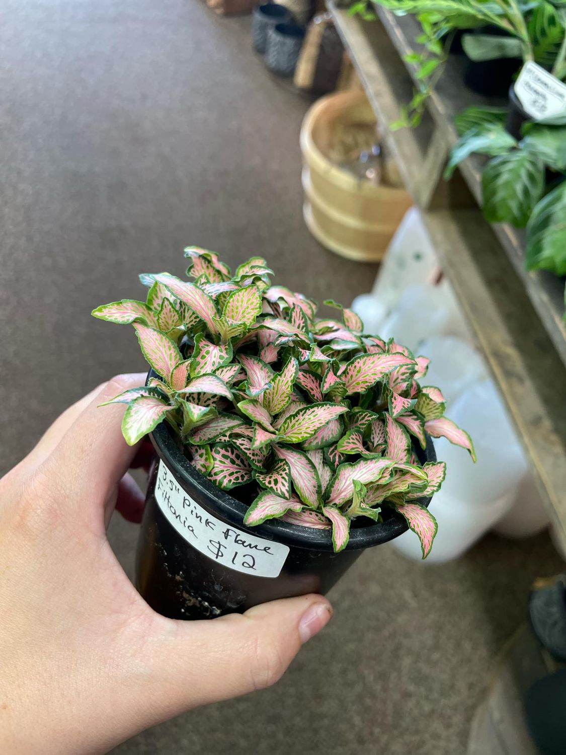 3.5&quot;  Pink Forest Flame Fittonia
