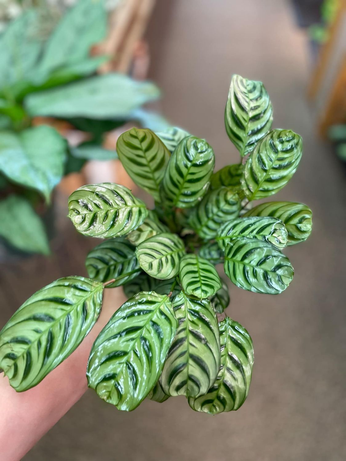 4&quot; Ctenanthe burle-marxii