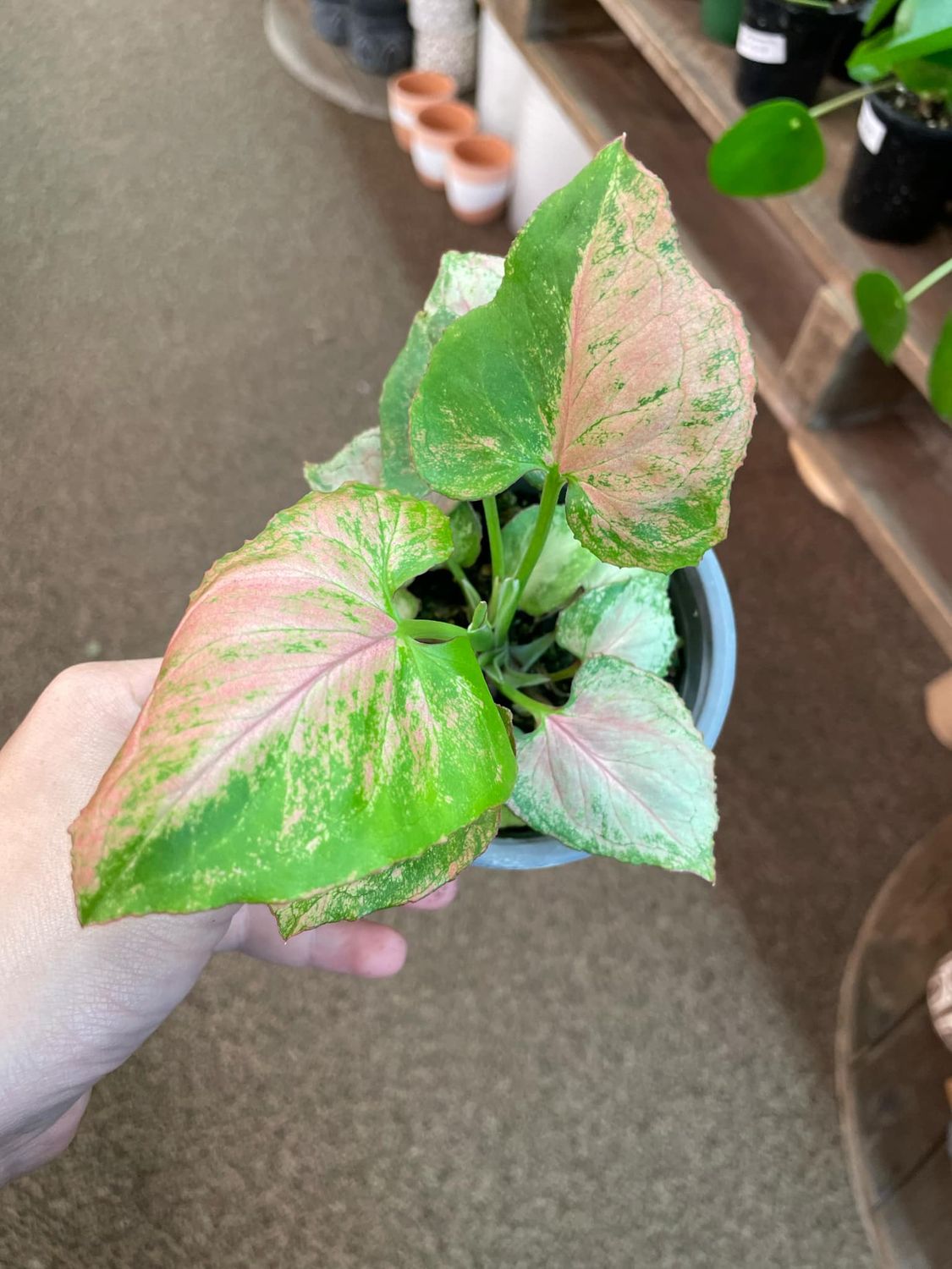 4&quot; Syngonium Pink Flecked