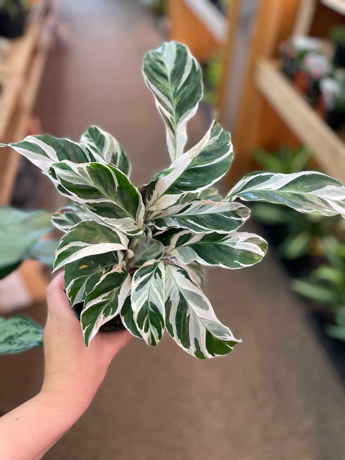 4&quot; Calathea White Fusion