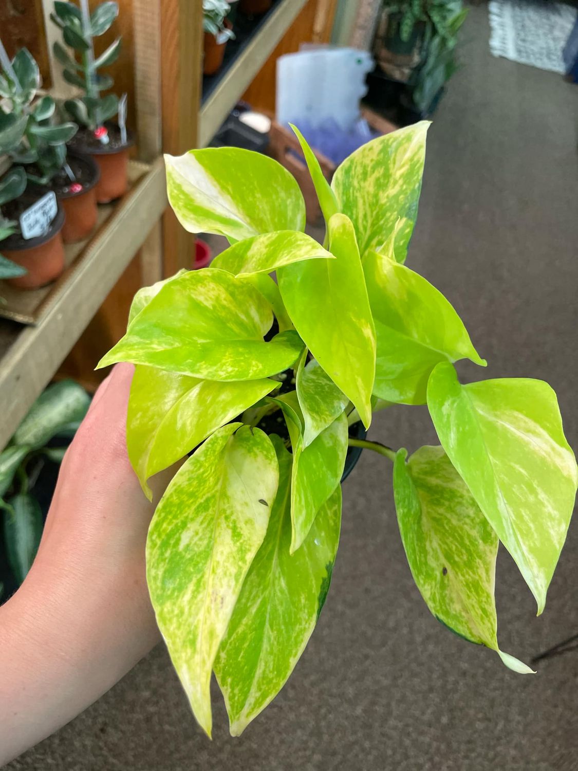 3.5&quot; Epipremnum Aureum Variegated Neon