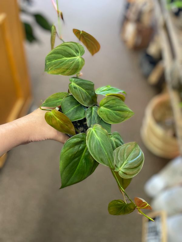 3.5&quot; Philodendron Micans