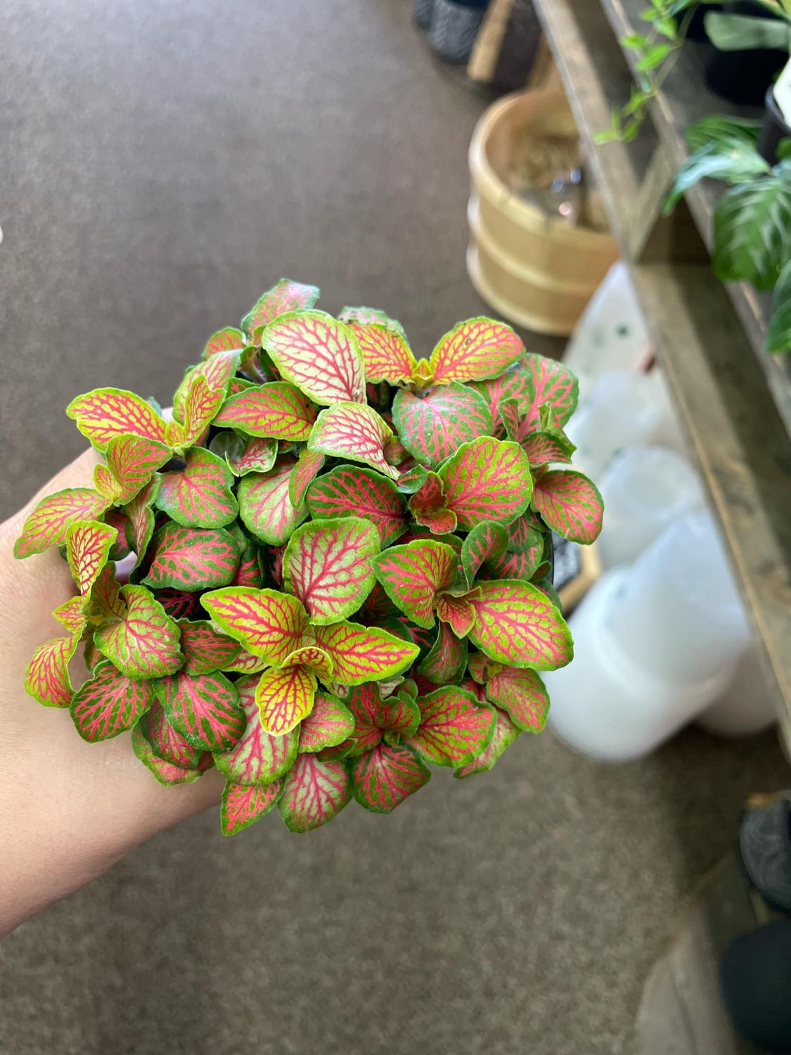 3.5&quot; Forest Flame Fittonia