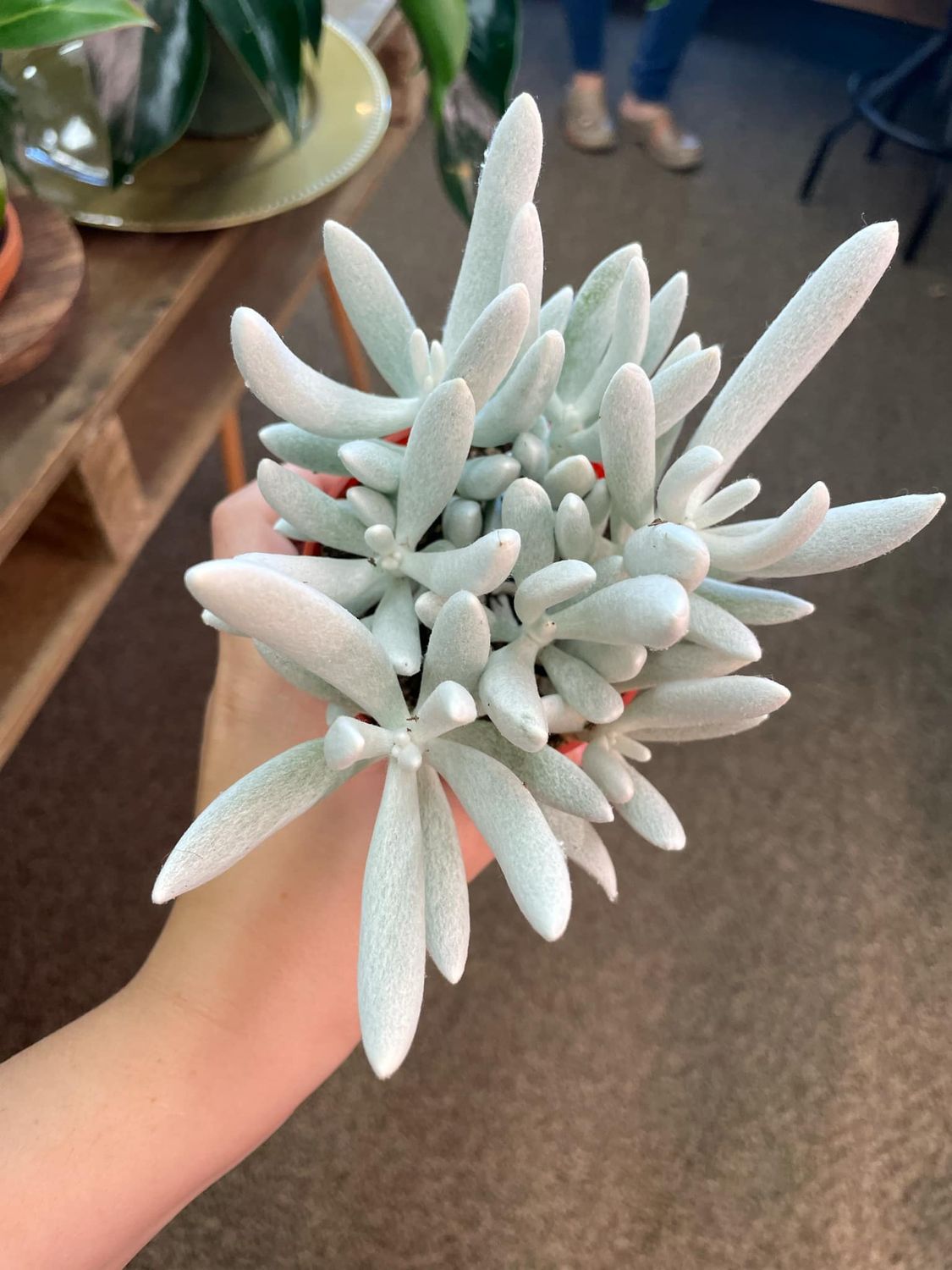 3.5&quot; Woolly Senecio