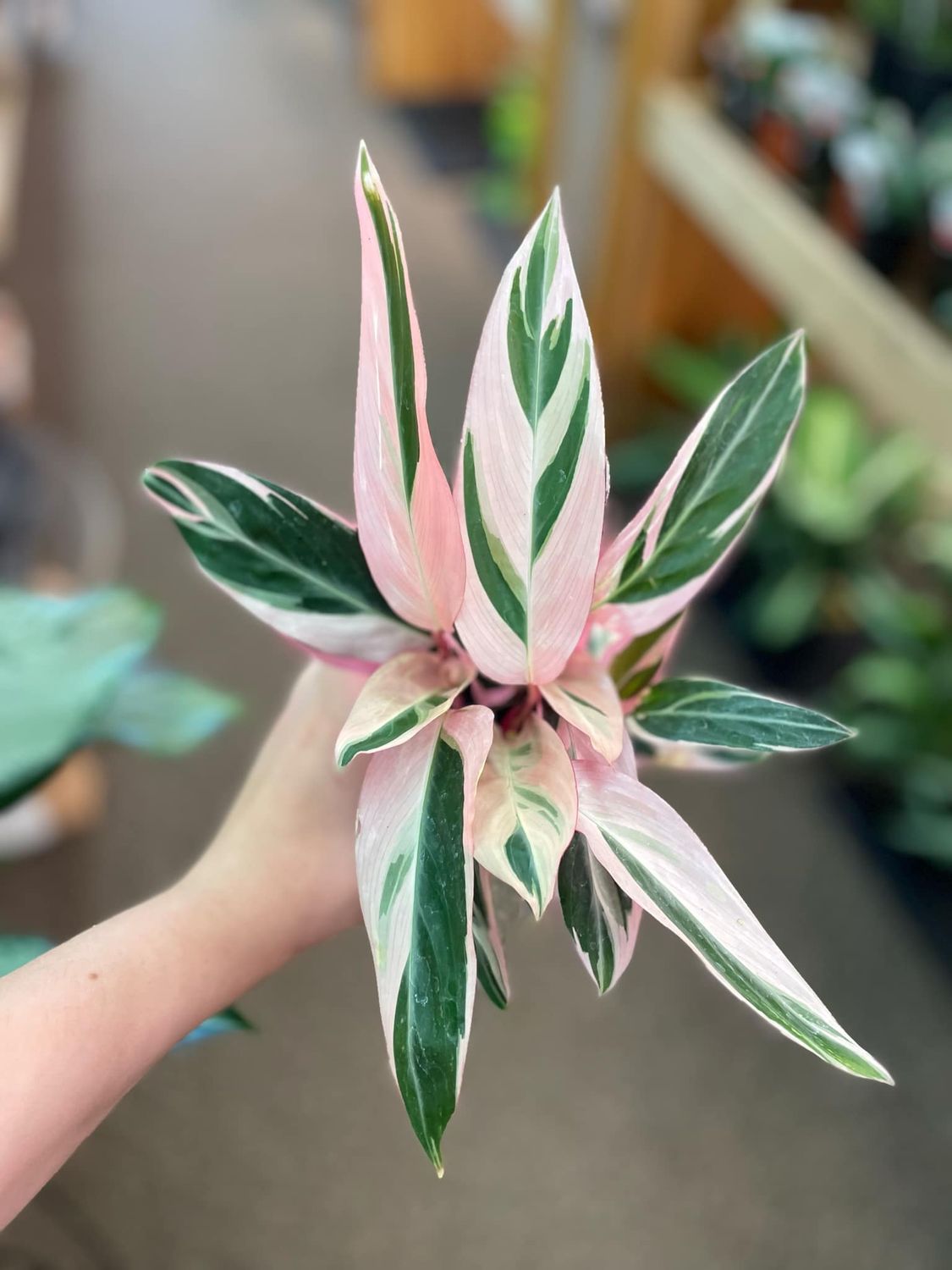 4&quot; Stromanthea Trio Star