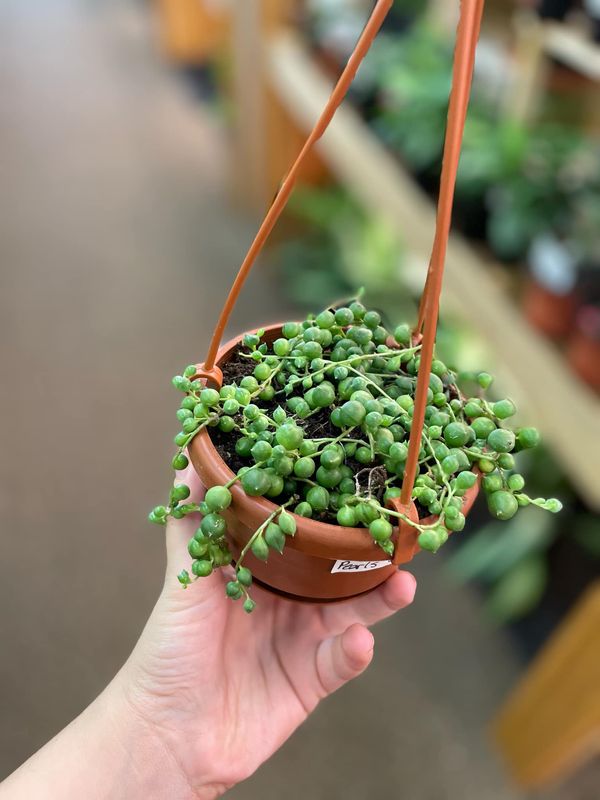 4&quot; String of pearls