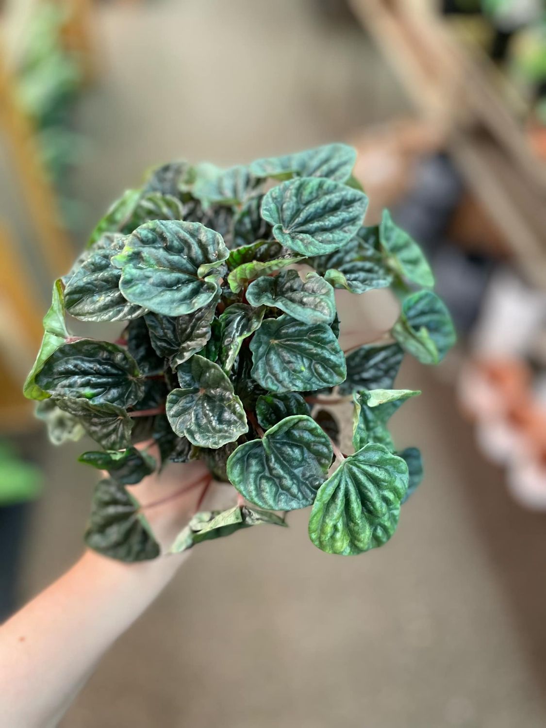 3.5&quot; Peperomia Dark Ripple