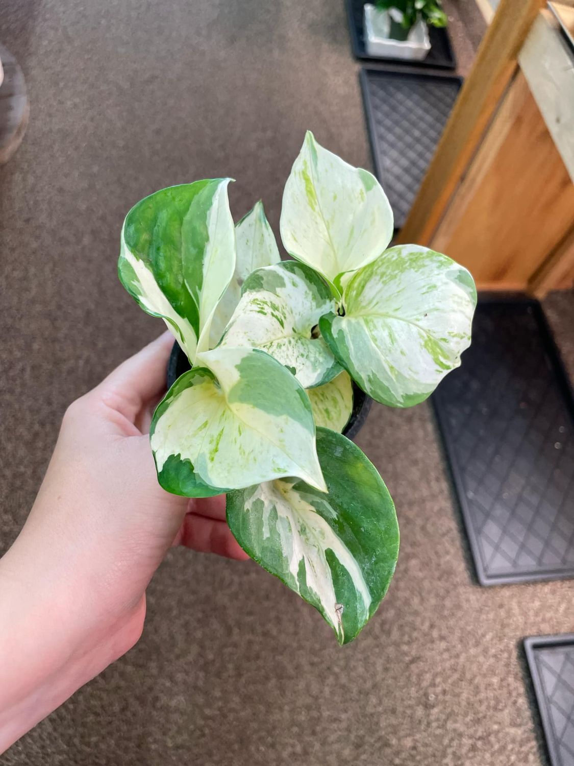 3.5&quot; Epipremnum Aureum Manjula